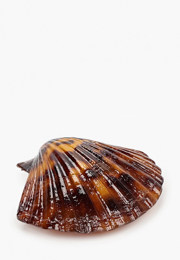 

Заколка Hatparad, Коричневый, Shell