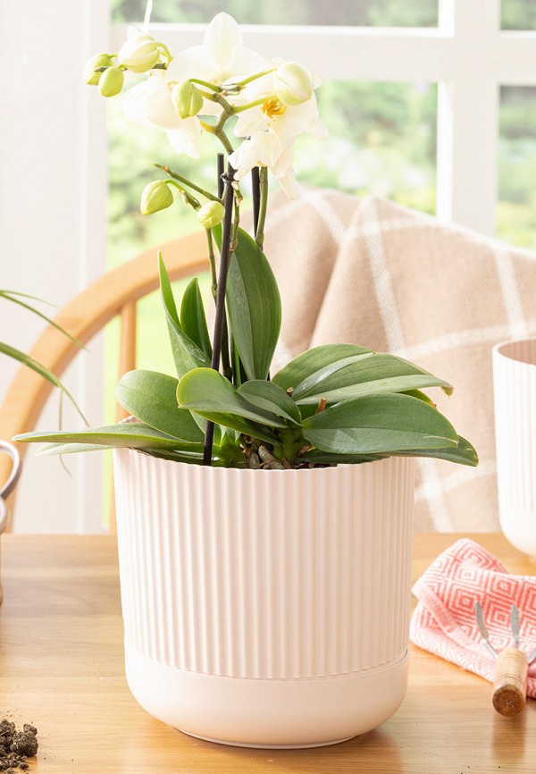 

Кашпо English Home, Розовый, Bloom, 16х16х15 см