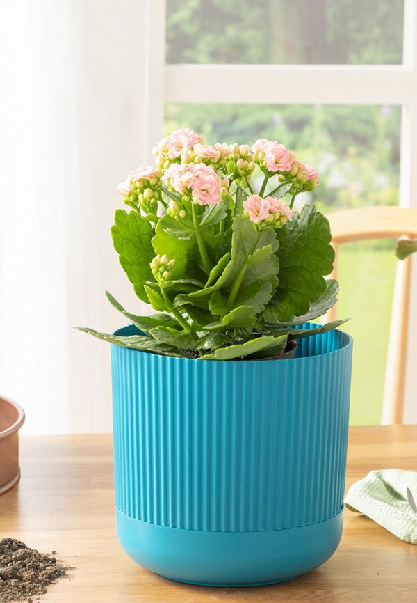

Кашпо English Home, Голубой, Bloom, 18х18х16 см
