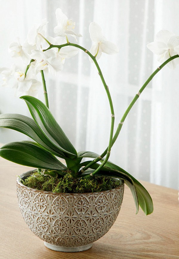 

Ваза English Home, Коричневый, English Home MP002XU04BX5
