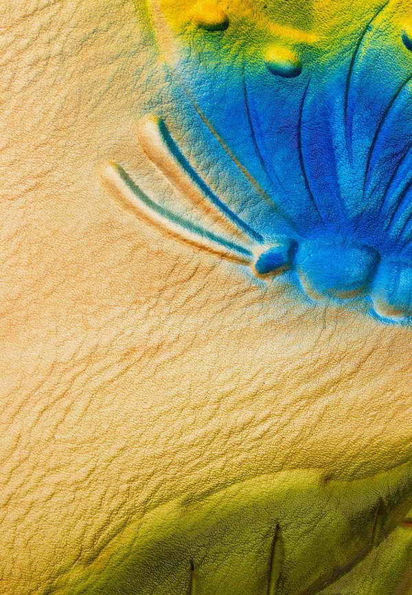 фото Сумка laccoma