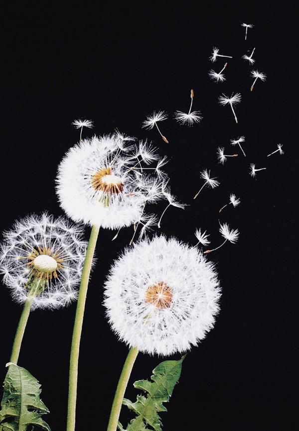 фото Футболка апрель